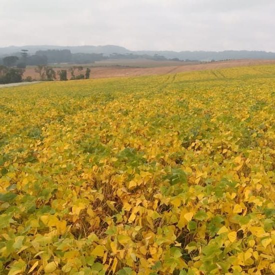 162187989104whatsapp-image-2021-05-24-at-14-54-31-1-jpg_t