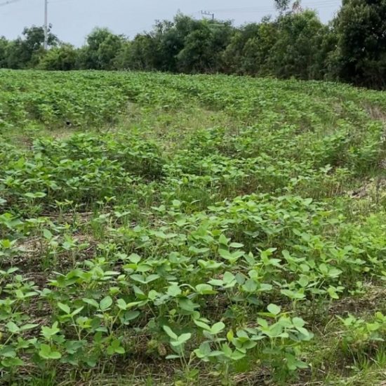 173532241962t882-2-jpg_t