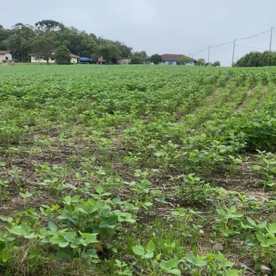 173532241998t882-3-jpg_t