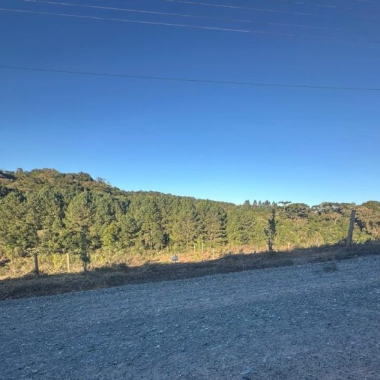 175130591169t955-01-jpg_t